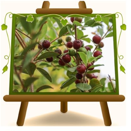 EURO PLANTS VIVAI Goyave rouge Psidium Catleyanum plante fruitier ancienne en un pot de 26 cm hauteur maximale 180 cm - Âge 4 ans