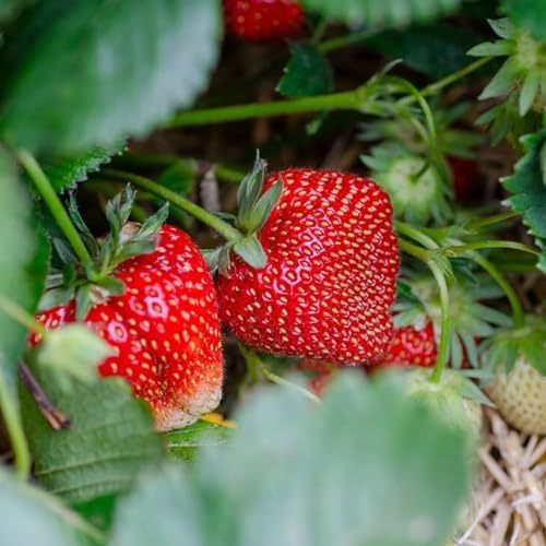 Ozark Beauty Everbearing Strawberry Plants - Sweet, Wedge-Shaped Berries - Bare Root Strawberry Plants from Hand Picked Nursery (5)
