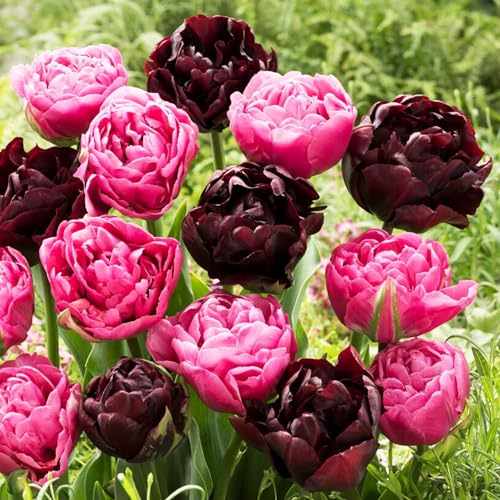Tulipes Bulbes Double Purple Black - 20 Bulbes de Fleurs à Planter Exterieur - Plantes Vivaces Exterieur - Tulipes Noires Exclusives de Hollande - Rustique (pas de graines, non artificielle)