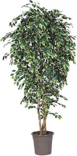 artplants.de Deko Birkenfeige LUDGARDIS, Natürliche Stämme, grün-weiß, 225cm - Made in Italy - Kunstficus