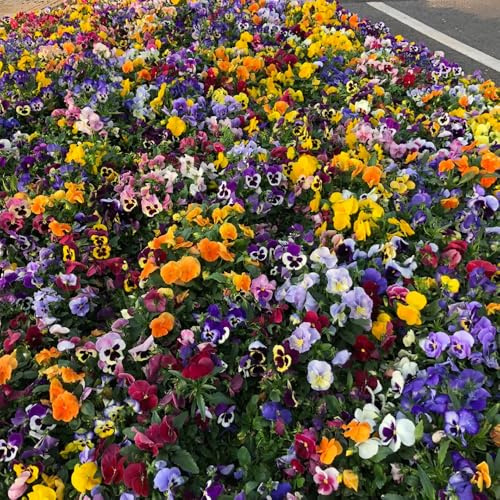 Semillas de pensamiento, silvestres, perennes para jardin exóticas 900pcs