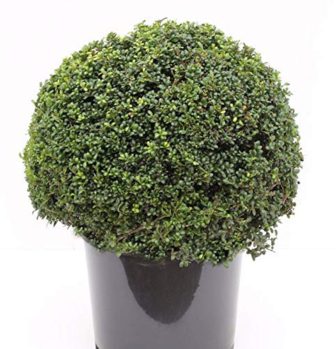 Kugelschnitt Löffel Ilex Stechpalme 30-40cm - ilex crenata - lebende Gartenpflanze aus den Baumschulen