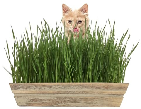 MICROGREEN PROS™ Cat Grass Seeds Country Rustic Indoor Wooden Planter Kit