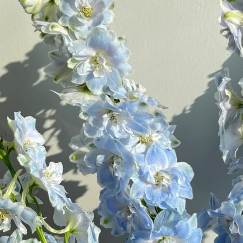 rittersporn, hochbeet delphinium balkon winterharte seltene wohnzimmer deko 200samen