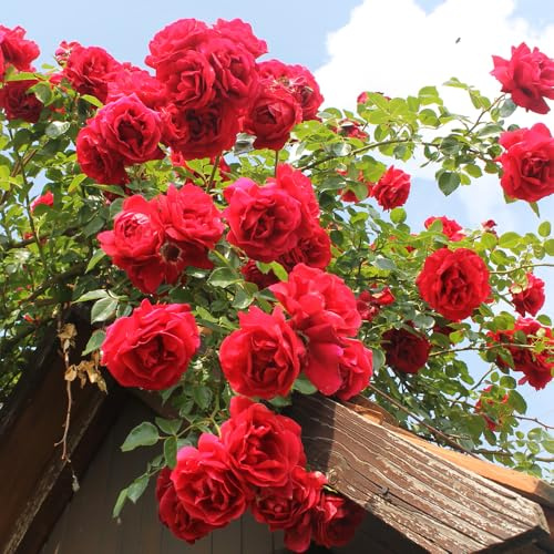 YouGarden Climbing Rose 'Pauls Scarlet' 4 Litre Pot, Rambling Roses