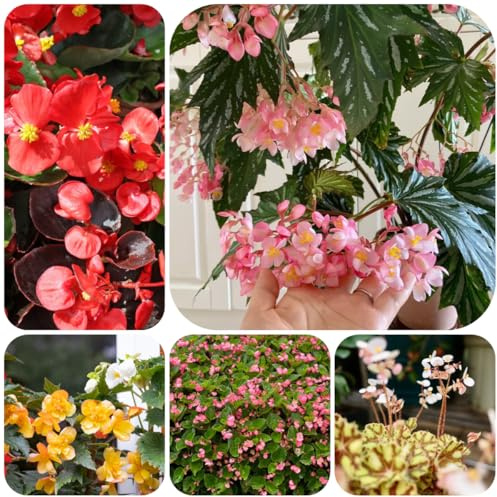 begonia decorazione organica per balcone begonie ufficio sempreverdi primaverili, resistenti in vaso semi di per balcone giardino 90semi