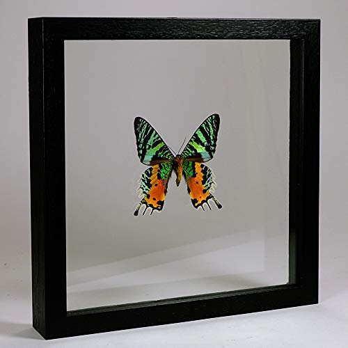 Urania ripheus – Papillon malgache Sunset Moth - Vrai Papillon de taxidermie monté Entre Verre dans Un Cadre en Verre Double Fait Main en Bois Noir