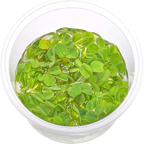 Salvinia auriculata - Kleiner Büschelfarn in vitro - im 5,5-cm-Becher | Kleinohriger oder Rundblättriger Schwimmfarn - schnell wachsende, pflegeleichte Schwimmpflanze für Aquarien und Aquascapes.