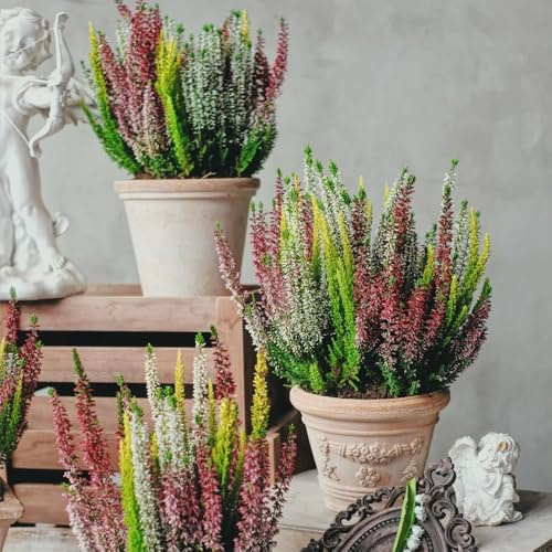 semillas resistentes al brezo - decoración balcón afuera raras jardín 250pcs