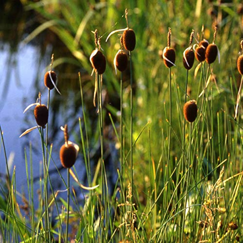 Blumixx Stauden Typha minima – Zwerg-Rohrkolben, braun blühende Teichpflanze, winterharte mehrjährige Wasserstaude, pflegeleicht, ideal für Teichrand, Flachwasserzone, Naturgarten