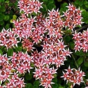 Seeds Sedum Stolon Stalon Settecrop Semi -Succulento (Sedum Stoloniferum) 50 + Seeds