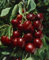 Prunus avium 'Große Schwarze Knorpel' 40 cm Stammhöhe - Süßkirsche, dunkelrote Früchte, Erntezeit Juli, ideal für Obstgärten, winterhart und pflegeleicht