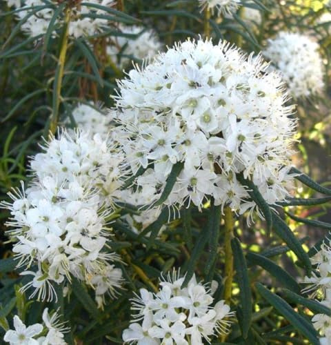 Sumpfporst 'Ledum palustre' wilder Rosmarin 20-30 cm winterhart Freilandaufzucht
