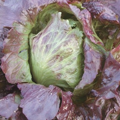 1/2 Semi Gram organici di Red Lattuga Iceberg convenzionale e organica