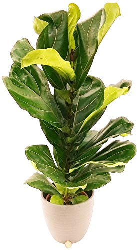 POWERS TO FLOWERS - FICUS LYRATA XL IN VASO CERAMICA ANTRACITE RIGATO, pianta vera