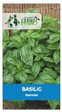 50 graines basilic grand vert - Ocimum basilicum genovese - basilic doux - basilic commun