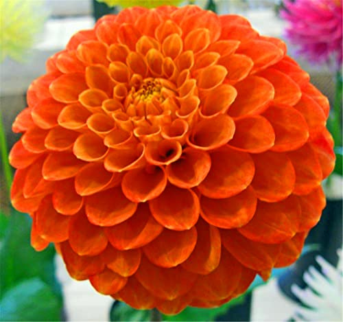 Dahlia Strong Plants That Grow Well Mix Golden Jade Carving Feels Perfect Bulbs for Planting Now UK UK Now Simple Planting Perennial