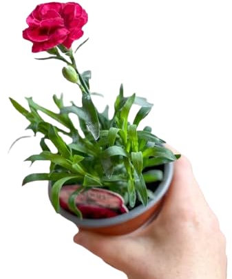 Clavel Dianthus con Flor – Toque Elegante y Aromático para Tu Hogar