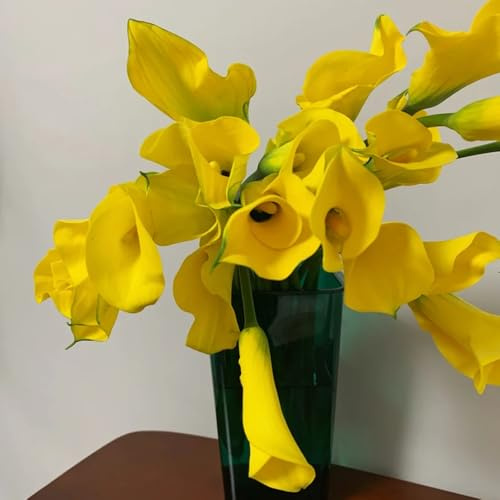 8bulbi di calla sono perenni resistenti, giardino di calle, balcone da precoce da giardino