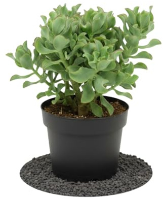 Crassula Arborescens Planta Suculenta DECOALIVE - Planta de Interior Fácil de Cuidar, Maceta 12 cm, 20 cm