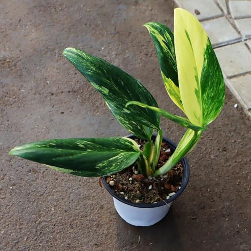 semillas de monstera - que prefieren la sombra verano Cubresuelos resistente y del jardín rocas exóticas 150pcs