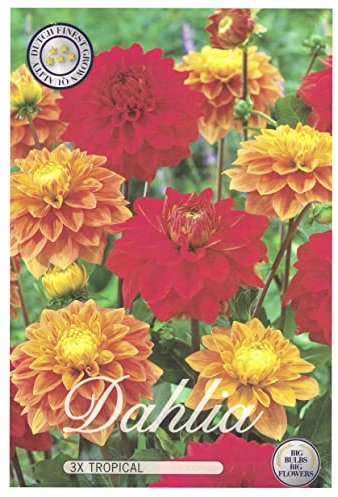 Interflowers Dahlia Lot de 3 bulbes de fleurs Dahlia multicolores au choix pour l'été, fleurs et oignons de fleurs dans un emballage cadeau bio Fleurs pluriannuelles (3 x Dahlie Tropical)
