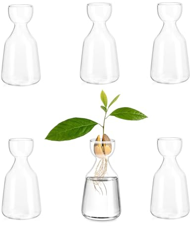 Glasseam Avocado Vase Set of 6 Avocado Acorn Seed Growing Glass Planter