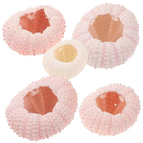 Milisten 5 STK natürlicher Pflanzhalter Dekoration Windspiel Mini-Töpfe Anlage künstliche Pflanzen DIY Bastelmaterial Muscheln von Seeigeln Luft Vase Tillandsien Zubehör Halterung Rosa