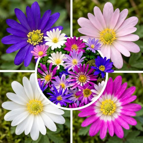 FLORIUM - Anemoni Blanda, collezione di 50 bulbi, 5 varietà e colori. Miscela di fiori perenni e rustici per vasi, giardino e aiuole (bulbi grandi, senza semi)