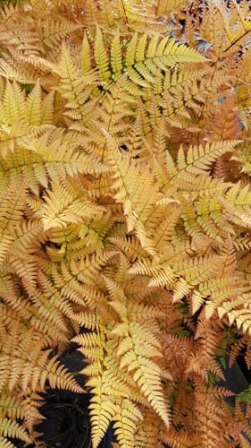 Dryopteris erythrosora/Fougère rose cuivré/Conteneur de 2 à 2.9 litres