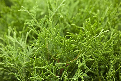 Thuja occidentalis 'Tiny Tim' 30–40 cm – Immergrün, Winterhart, Pflegeleicht – Kugel-Lebensbaum – Kübelpflanze für Terrasse & Balkon