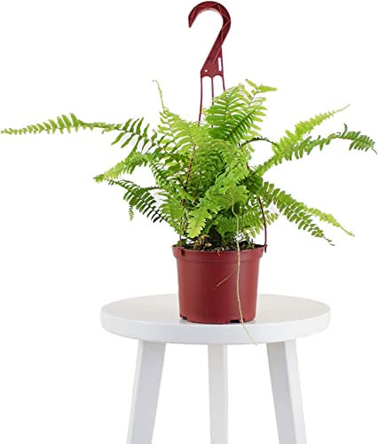 DECOALIVE | Helecho de Boston | Colección Plantas para Macotas | Nephrolepis Exaltata | Planta de Interior Natural Pet Friendly