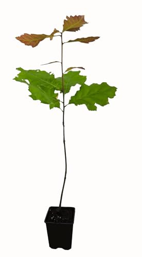 Seedeo® Roteiche (Quercus rubra) Pflanze ca. 30-55 cm hoch