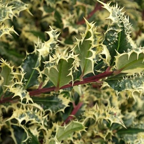 Vivai le Georgiche - Pianta vera di Ilex aquifolium Ferox Argentea Agrifoglio riccio argentato - vaso Ø 20 cm