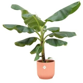 Offre combinée - Bananier Musa - Avec pot Vibes Fold rond rose Ø 22-100 cm