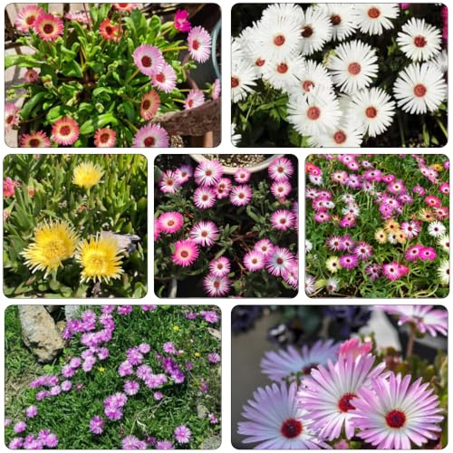 mittagsblume - indoor kräutergarten zimmerpflanzen kräuterpflanzen dachbegrünung wildblumen balkonblumen wildkräuter bodendecker winterhart mehrjährig schnittblumen blumensamen 500samen