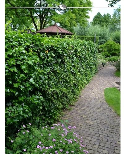 Irischer Efeu 125-150 cm im Topf. Angebot: 25 Hedera immergrüne Kletterpflanzen