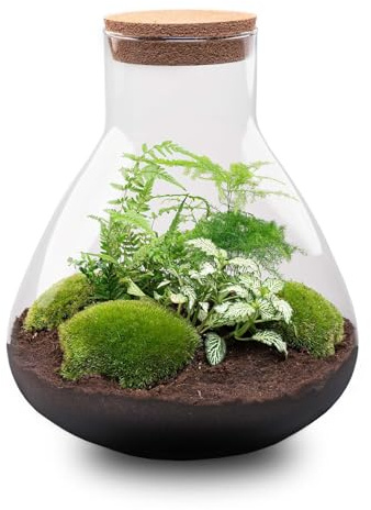 Jardín de botellas Sam XL – Terrario de plantas DIY – 35 cm de alto