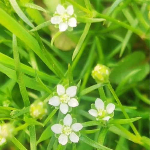 semillas de musgo estrella, semillas cubierta vegetal hoja perenne Siembra otoñal jardín silvestres para lugares soleados exterior 350pcs