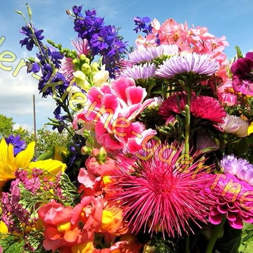2500 Samen Japanischer Blütenteppich für 15 bis 20 m² niedrige Sommer-Blumen Mischung insektenfreundlich farbenfrohe Blumenwiese Blumensamen 2500 Samen von der-kleine-gaertner