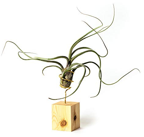 PLANDAIRE Piante Tillandsia Vera Sospesa Pseudobaileyi con Supporto - Piante Aeree Vive - Pianta Figlia del Vento Pianta Vera da Interno - Air Plant - Piante da Casa Piante d'Aria (Legno di Pino)