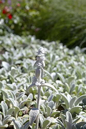 Stachys byzantina 'Silver Carpet' 9x9 cm Topf – Winterhart, Mehrjährig, Pflegeleicht – Wollziest – Bodendecker für Steingarten & Beet
