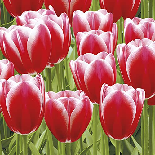 3-Ply Spring Flower Tissue Paper Napkins Serviettes for Decoupage Lunch 33cm x 33cm - Pack of 20 (Red Tulips Power)