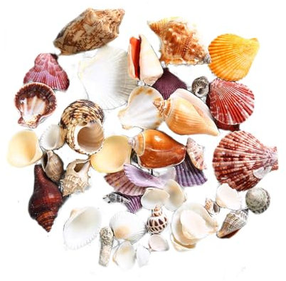 EOYVAIL Granulati decorativi，Conchiglie di mare Conchiglie oceaniche miste, Decorazione di nozze per feste, Conchiglie da spiaggia, Conchiglie artigianali (140 pezzi)