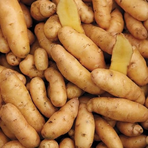 Russian Banana Fingerling Seed Potatos for Planting (3 Pounds)