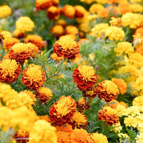 semillas de caléndula perenne - resistentes Decoración oficina jardín silvestres 250pcs