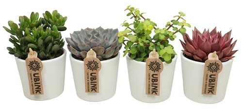 Pflanzen Sukkulenten-Mix - Set mit 4 Pflanzen in weißen Keramiktöpfen - Topf Ø 8-5 cm - Höhe ca. 10 cm