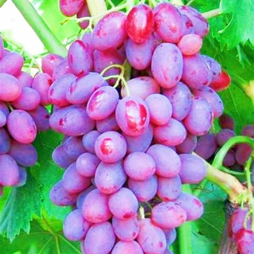 Seltene Tafel-Trauben Winterharte mehrjährige Weinreben Weinreben winterhart Einfach zu Pflegen-4zwiebeln-d