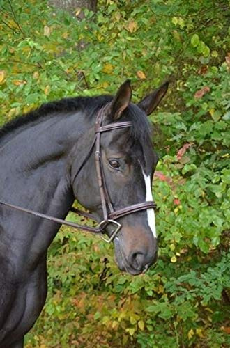 KL SELECT Black Oak Cyprus Bridle - Pony