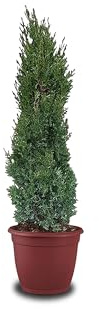 Tropictrees Cypres d'Italie Rustique - Cupressus Semperviren avec 120 cm de Hauteur - Véritable Arbre pour l'intérieur et l'extérieur - Plante Exterieur Jardin en Pot